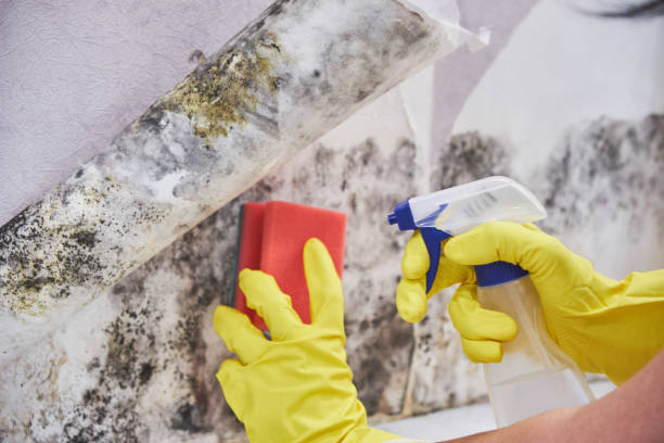 Mold Remediation for Rental Properties in Queensland, MD